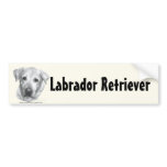 Alex, Yellow Labrador Retriever bumper stickers