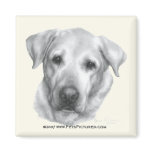 Alex, Yellow Labrador Retriever