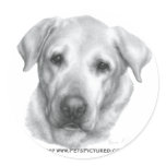 Alex, Yellow Labrador Retriever