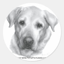 Alex, Yellow Labrador Retriever Sticker