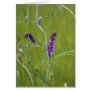 Alfalfa Card