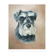 Alfie - miniature schnauzer post cards