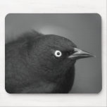 Alfred Hitchcock bird mousepads
