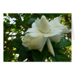 Alice Greeting Card