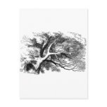 Alice in Wonderland: Cheshire Cat Post Card