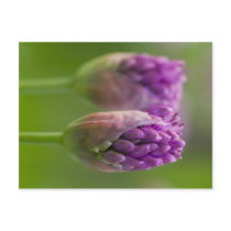 Alium Duo Post Card
