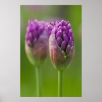 Alium Duo Plakatdrucke