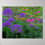 Alium in Spring Posters