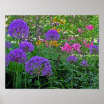 Alium in Spring Posters