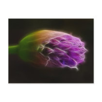 Alium Post Card
