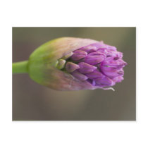 Alium Postcards