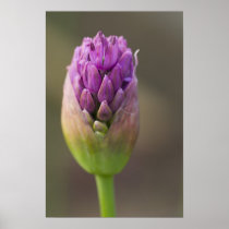Alium Plakate