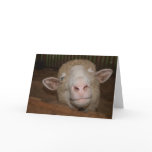All Ears cards