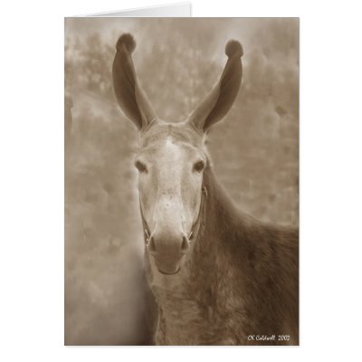 All Ears Cards by StarLily
