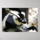 "All Eyes", Lemur Poster