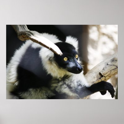 "All Eyes", Lemur Poster by michaelsnydermusic