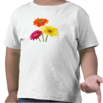 All Gerbera Daisies