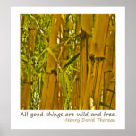 All Good things are wild and free poster