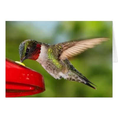 all occasion greeting cards by pastormullins