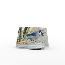 all occasion greeting cards