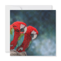 All Occasion Colourful Parrots