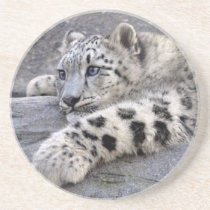 All Played Out Coaster