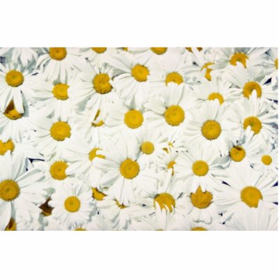 All-purpose daisy flowers photo sculptures by inspirelove
