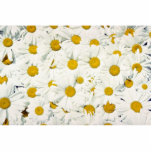 All-purpose daisy flowers photo sculptures