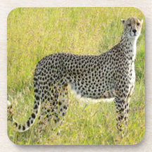 ALL SHE SURVEYS COASTER
