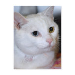 All-White Shorthair Cat Postcards