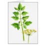 All you need is Lovage Cards