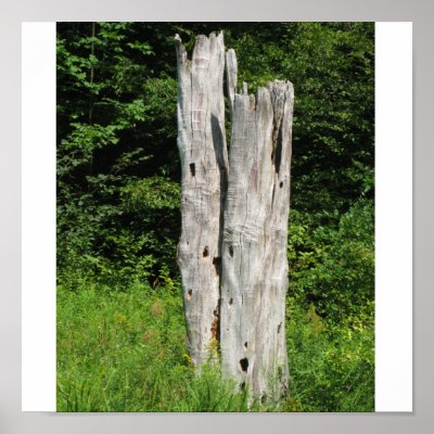 Alleghany State Park Posters by ubmapmakers