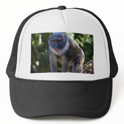 Allen's Swamp Monkey Mesh Hat by jeanro