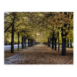 Alley Of Leaves Postcard