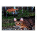 ALLEYCATS cards