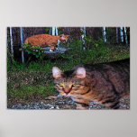 ALLEYCATS POSTERS