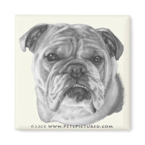 Allie, Bulldog