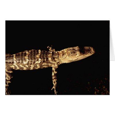 Alligator #3 card by cunningba