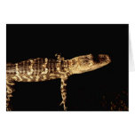 Alligator #3 cards