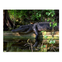 Alligator afternoon, Everglades, Florida Postcard