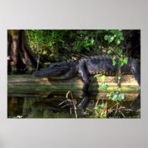 Alligator afternoon, Everglades, Florida Posters