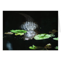 Alligator