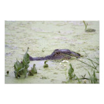 Alligator Chillin'
