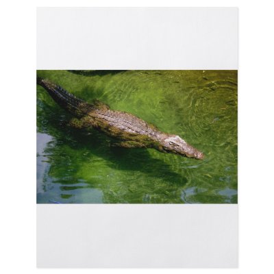 Alligator flyer by Kachoozie