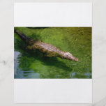 Alligator flyer