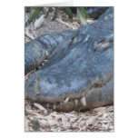 Alligator in its Natural Habitat cards