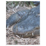 Alligator in its Natural Habitat flyers