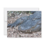 Alligator in its Natural Habitat