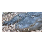 Alligator in its Natural Habitat photo cards