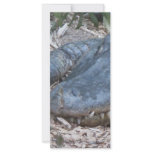 Alligator in its Natural Habitat rack cards
